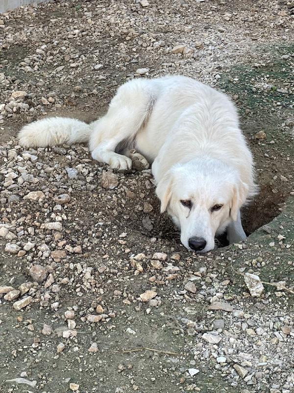 IL DOLCISSIMO LUCKY SIMIL GOLDEN Foto 7